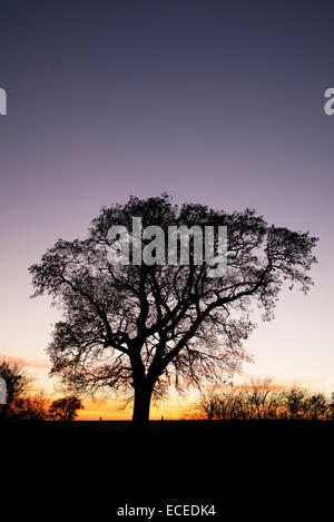 Quercus. Oak Tree silhouette at sunset in the English countryside Stock Photo