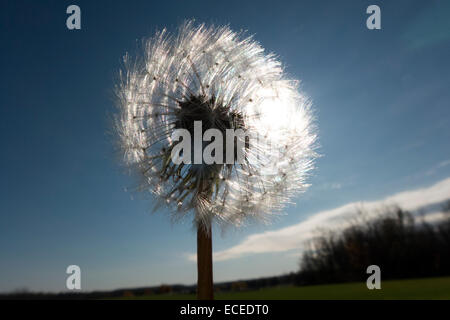 Dandelion seed head. Stock Photo