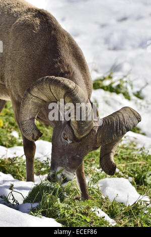 A close up image of a rocky mountain bighorn sheep feeding on green grass Stock Photo
