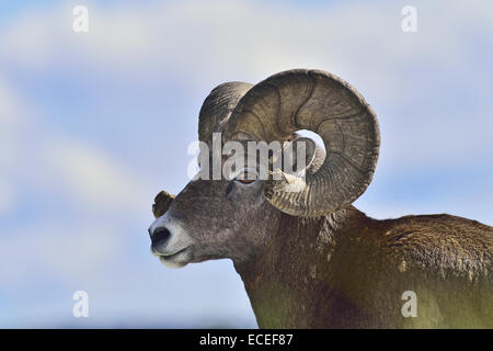 A wild mature bighorn ram against a cloud filled blue sky Stock Photo