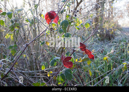 Study of leaves in the early morning sunshine on a frosty day in December Stock Photo