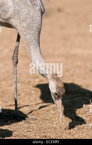 Vertical portrait of common crane, Grus grus. Young feeding in Gallocanta Wildlife Reserve. Spain. Stock Photo