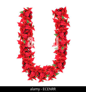 letter from red christmas flowers isolated on white Stock Photo