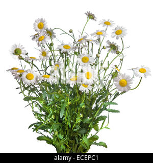 white chamomiles bouquet isolated on white Stock Photo
