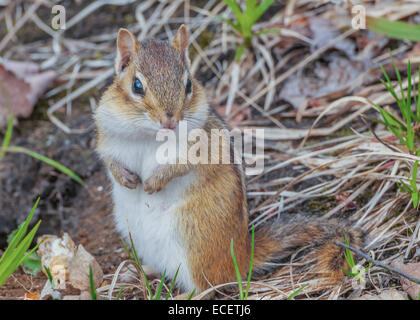 A Chipmunk perched on the ground.