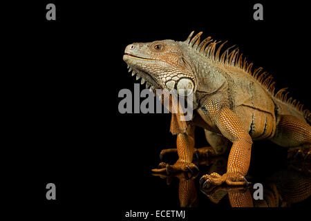 Green iguana Stock Photo