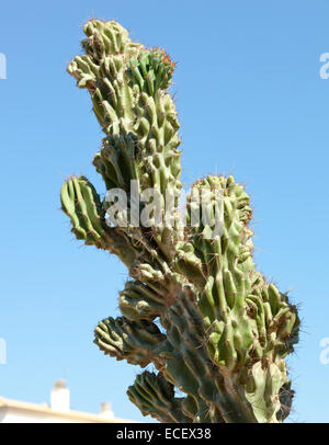 Cactus shoot from a low angle against blue sky. Stock Photo