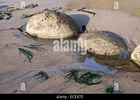 Spherical sandstone concretions on Bowling Ball Beach lie within Schooner Gulch State Beach along California's Mendocino coast. Stock Photo