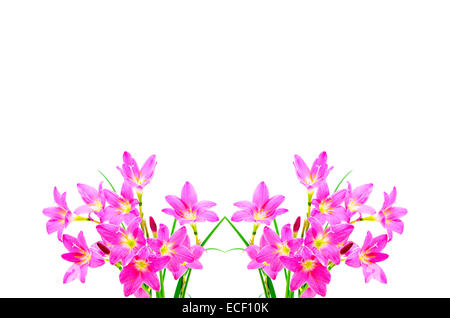 Blossom of pink Zephyranthes Lily, Rain Lily, Fairy Lily, Little Witches, isolated on a white background Stock Photo