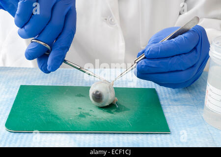 A laboratory scientist prepares a human eye for research. Stock Photo