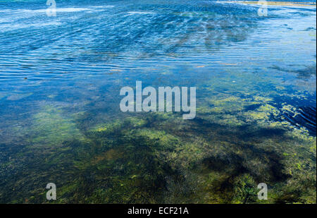 Seaweed floating in vivid blue water. Horizontal format. Background. Copyspace. Stock Photo