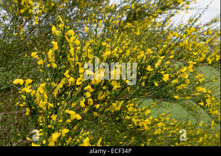 Common or scotch broom, Cytisus scoparius, flowering shrub, Berkshire, May Stock Photo