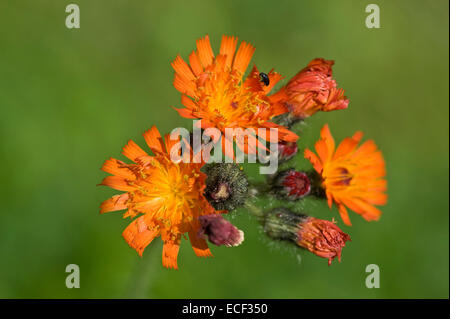 Fox and cubs or orange hawkweed, Pilosella aurantiaca, flowers on a lawn Stock Photo