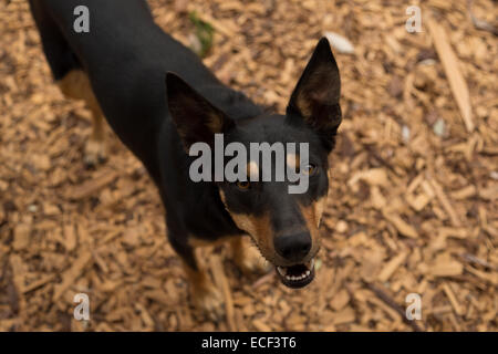 A photograph of an Australian Kelpie looking up at the camera. The Kelpie is an Australian sheep dog. Stock Photo