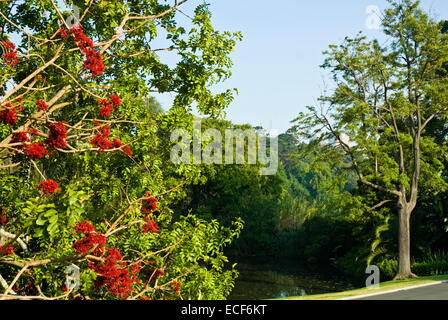 The Royal Botanic Gardens Melbourne,internationally renowned botanical gardens located near the centre of Melbourne,Victoria,Australia Stock Photo