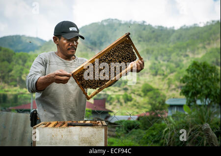 Beekeeper harvesting honey Stock Photo