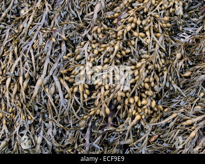 Egg wrack seaweed, Ascophyllum nodosum Stock Photo