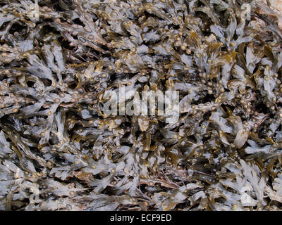 bladder wrack seaweed, Fucus vesiculosus Stock Photo