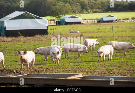 Free range pigs on a farm near Cley, Norfolk, UK. Stock Photo
