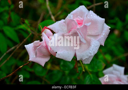 Close up of soft white and pink rose with raindrops Stock Photo