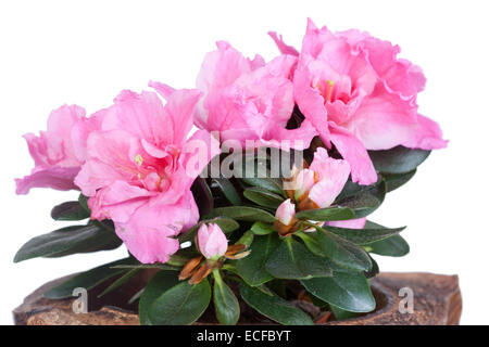 Blossoming pink azalea in a coco half Stock Photo
