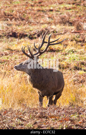 Red Deer in Bradgate Park, Leicestershire, UK. Stock Photo