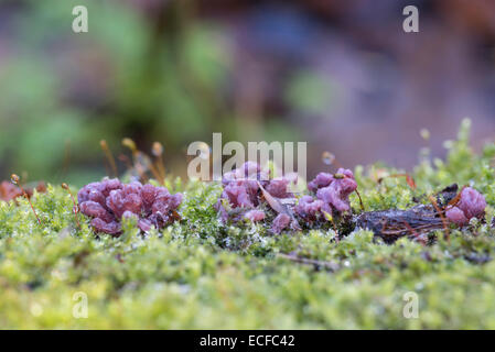 Purple Jellydisc fungus growing on a tree trunk taken at Cheshunt, Herts Stock Photo