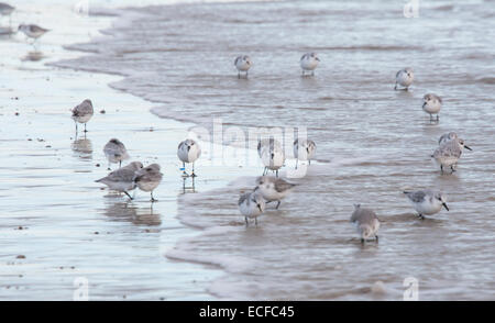 Part of a 50+ flock of Sanderlings following the tide going out seen at West Beach, Littlehampton, West Sussex Stock Photo