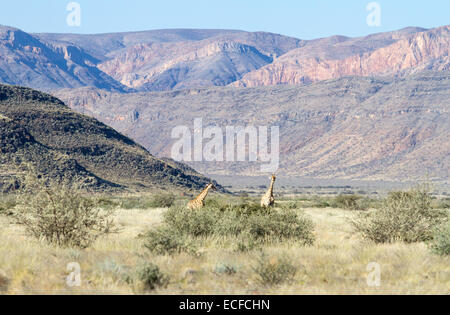 Two giraffes are walking in the namibian vegetation Stock Photo