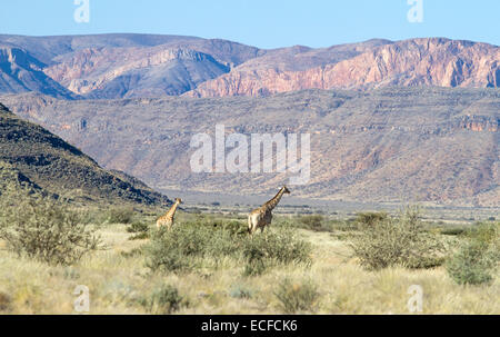 Two giraffes are walking in the namibian vegetation Stock Photo
