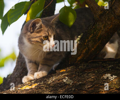 Beautiful gray tabby cat climbing down from a tree. Stock Photo