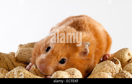 Syrian Hamster eating peanuts on a white background Stock Photo