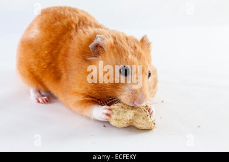 Syrian Hamster eating peanuts on a white background Stock Photo