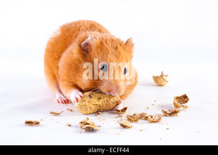 Syrian Hamster eating peanuts on a white background Stock Photo