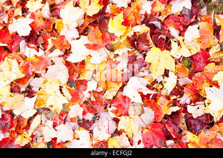 Autumn leaves form a leaf carpet on the ground. Stock Photo
