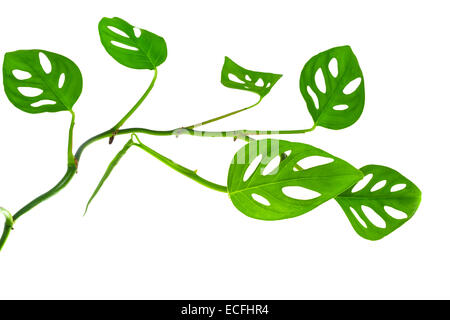 beautiful  long young green monstera (var. expilata) branch isolated on white background, closeup Stock Photo