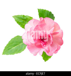 blooming beautiful pink Impatiens flowers is isolated on white background, closeup Stock Photo