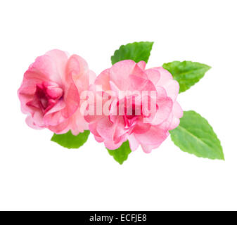 blooming beautiful pink Impatiens flowers is isolated on white background, closeup Stock Photo