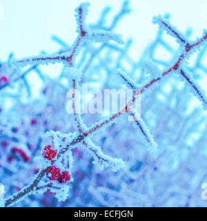 Branches of trees and red berries covered with snow in frost at winter, closeup Stock Photo