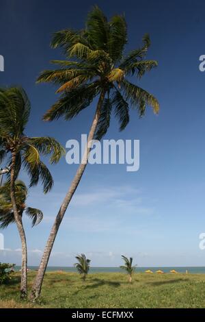 Coconut trees at Cabo Branco Beach, João Pessoa, State of Paraíba, Brazil. Stock Photo