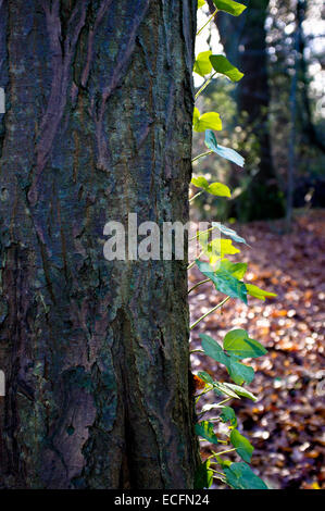 Ivy growing on tree trunk Stock Photo