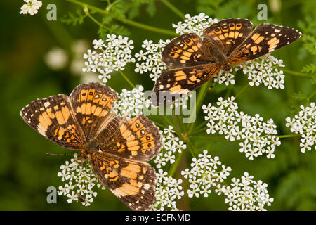 Silvery checkerspot butterfly on wildflower in Texas Stock Photo