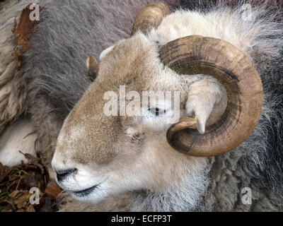Closeup of head of Lakeland Herdwick sheep ram with curly horns, Cumbria, England, UK. Stock Photo