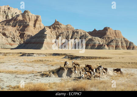 Herd of bighorn sheep in Badlands National Park,, South Dakota Stock Photo