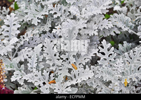 Abstract background of leaves. Colorless pattern from vegetable raw ...
