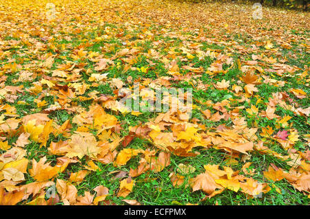 The background of the fallen autumn leaves. A carpet of bright leaves in October under your feet. Stock Photo
