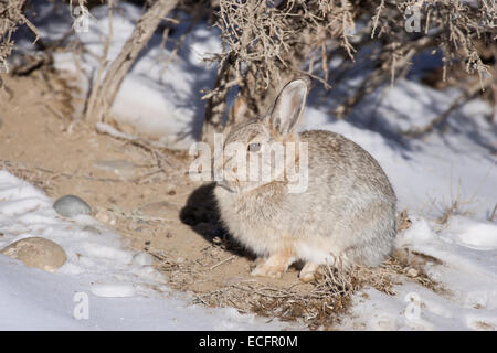 Cottontail rabbit in Wyoming Stock Photo