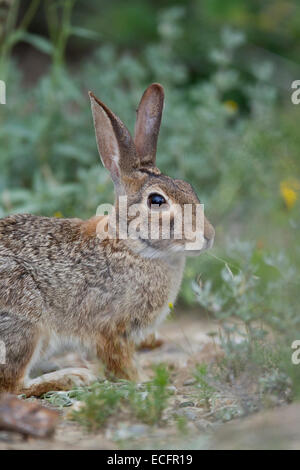 Cottontail rabbit in Texas Stock Photo
