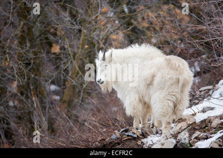 Mountain goat in winter coat on mountainside in Wyoming Stock Photo