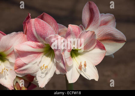 A cluster of pink and white Amaryllis Hippeastrum, photographed in the warm temperate biome at the Eden Project in Cornwall. Stock Photo